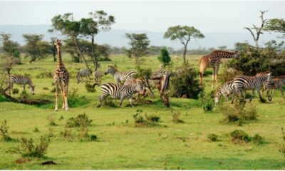 Tanzania's National Parks