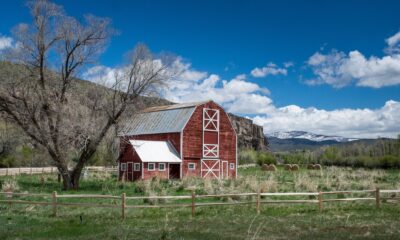 Cedarshed Rancher