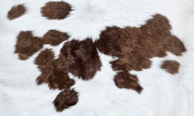 Exotic Cowhide Rugs